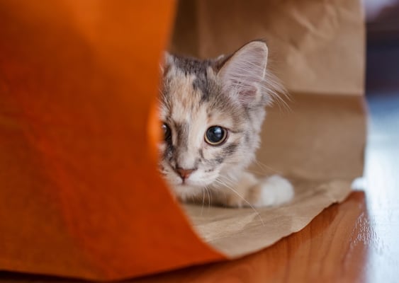 «Кот в мешке» или что нужно учесть при покупке товарного знака